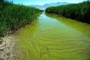 Algae Bloom - 